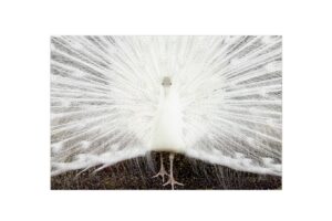 White Peacock